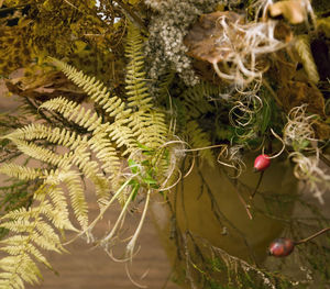 Close-up of fruits growing on tree