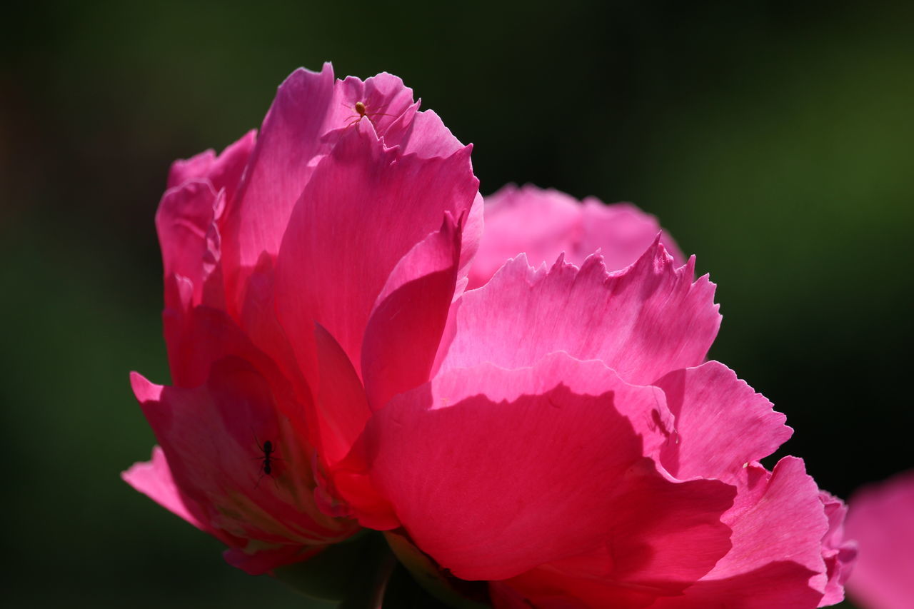 flower, petal, beauty in nature, nature, fragility, flower head, growth, freshness, no people, pink color, plant, close-up, outdoors, day, blooming