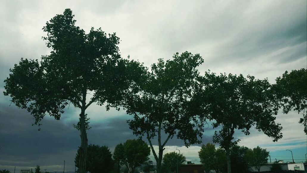 tree, sky, cloud - sky, low angle view, cloudy, growth, cloud, tranquility, nature, beauty in nature, palm tree, scenics, tranquil scene, silhouette, branch, outdoors, no people, day, green color, overcast