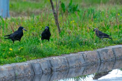 Birds perching on field