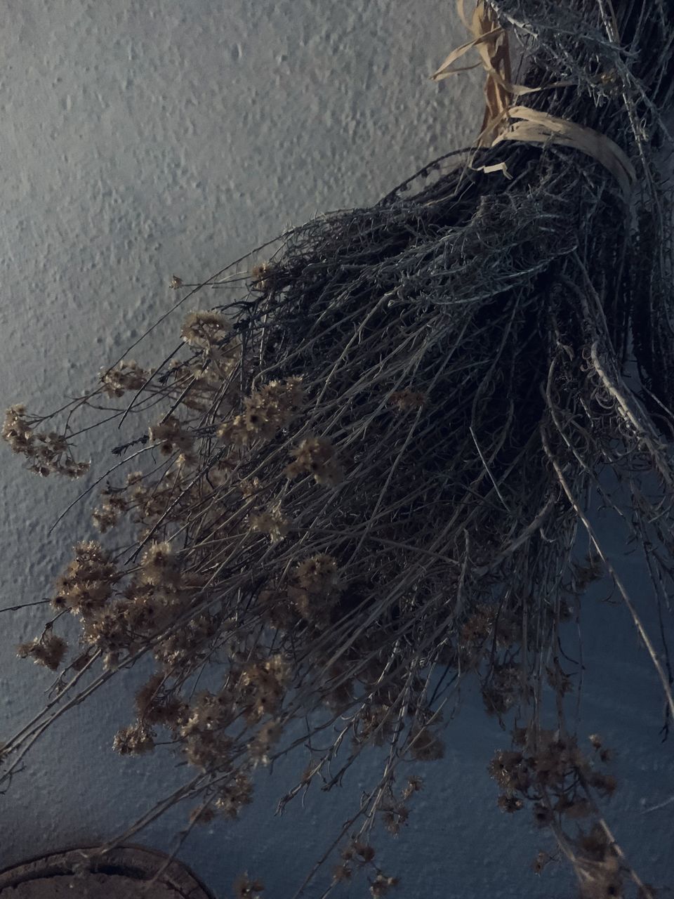 no people, branch, nature, tree, winter, day, water, plant, outdoors, soil, wood, textured, leaf, high angle view, close-up, dry