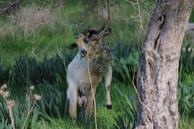 Dog on grass