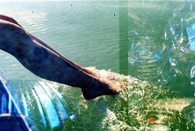 High angle view of fish swimming in sea