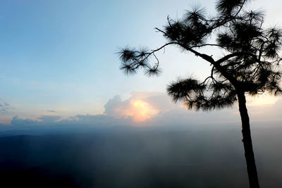 Silhouette tree against sky during sunset