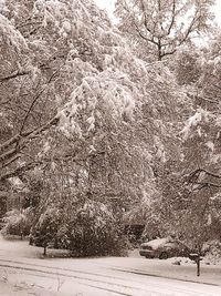 Snow covered trees in forest