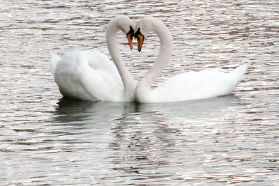 Swan floating in a lake