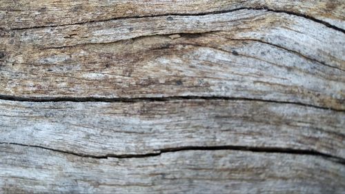 Full frame shot of tree trunk