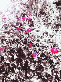 High angle view of pink flowering plant