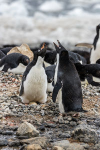 Adelie penguin nest relief display with one sitting on two eggs as it greets its partner.