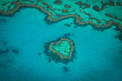 High angle view of coral underwater