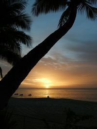 Palm trees on beach at sunset