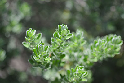 Close-up of fresh green leaves