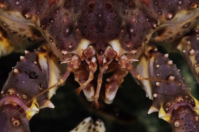 Close-up of crab in sea