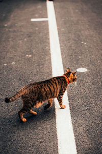 Side view of a cat on the road