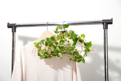 Close-up of plant against white background