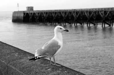 Seagull perching on a bridge