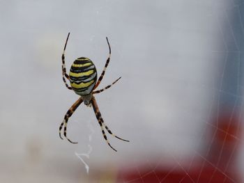 Close-up of spider on web