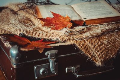 Close-up of autumn leaves