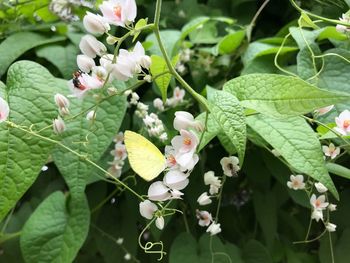 Close-up of insect on plant
