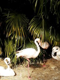 View of birds in park