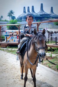 Portrait of horse riding horses