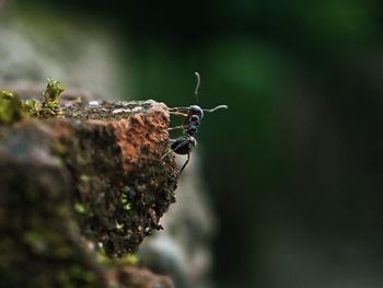 Close-up of insect on rock