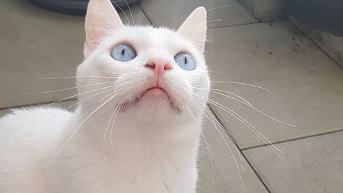 Close-up portrait of cat