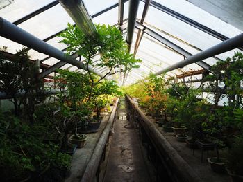 Potted plants in greenhouse