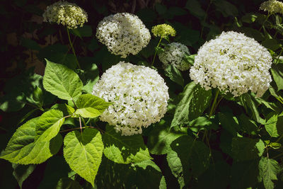 Close-up of white flowering plant