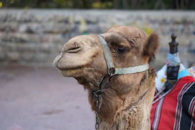 Close-up of a horse