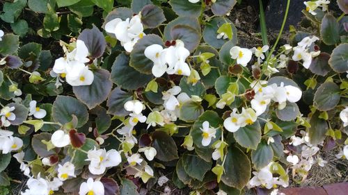 Close-up of white flowering plants