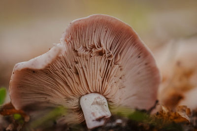 Close-up of mushrooms growing on field