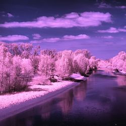 Purple flowers on lake by trees against sky