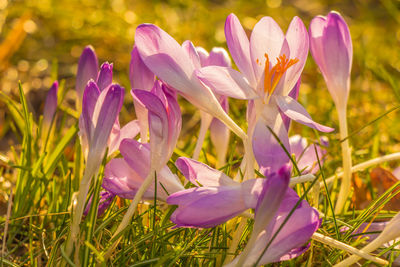 Close-up of purple crocus flowers on field