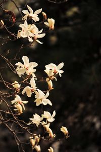 Close-up of white cherry blossom tree