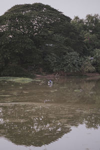 Scenic view of lake in forest