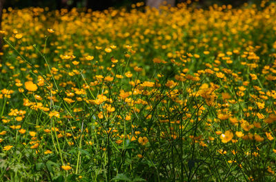 A buttercup field in a sunny day .strong and beauty the color contrast between  yellow and  green