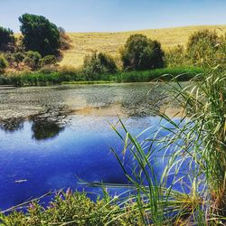 Reflection of trees in calm lake