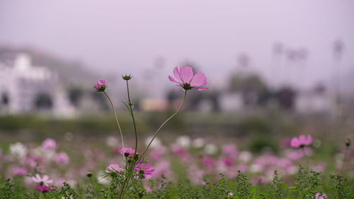 Close-up of pink cosmos flowers on field