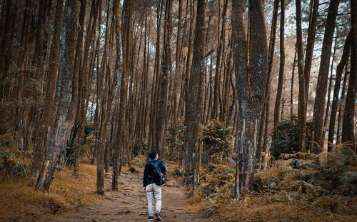 Full length rear view of man walking in forest
