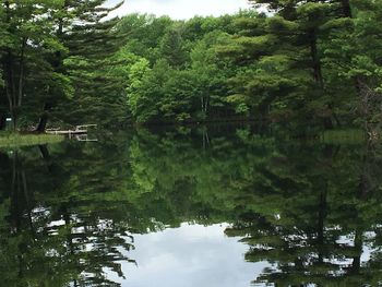 Reflection of trees in water