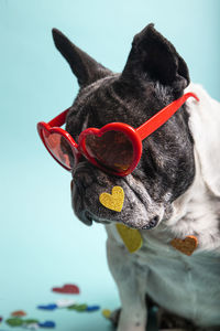 Funny french bulldog with red heart glasses