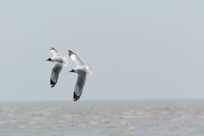 Two seagulls flying over sea.