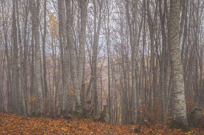 Bare trees in forest during autumn