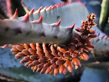 Close-up of red flowering plant