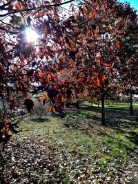 Low angle view of tree against sky