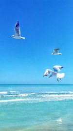 Seagulls flying over sea against clear sky