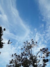 Low angle view of birds flying against sky