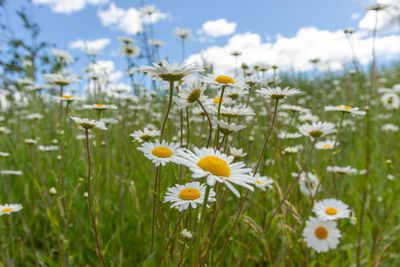 Close-up of white daisy flowers on field