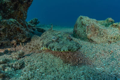 Fish swimming in sea